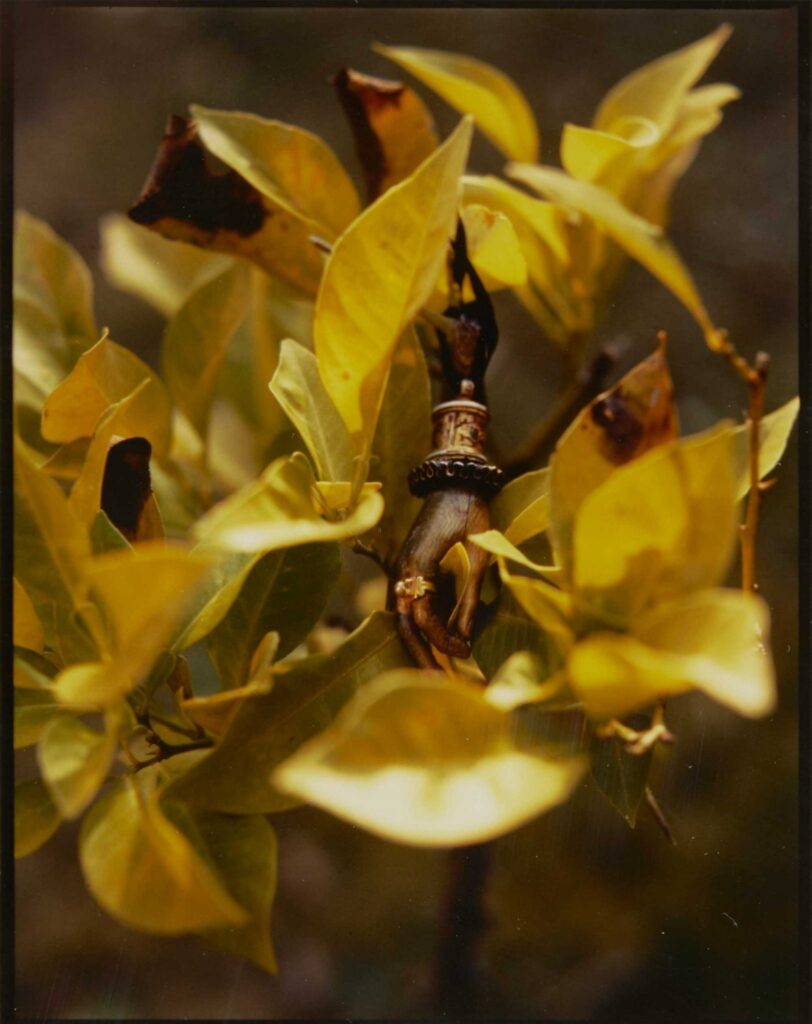 Fotografia plantes i ex-vot de Carles V