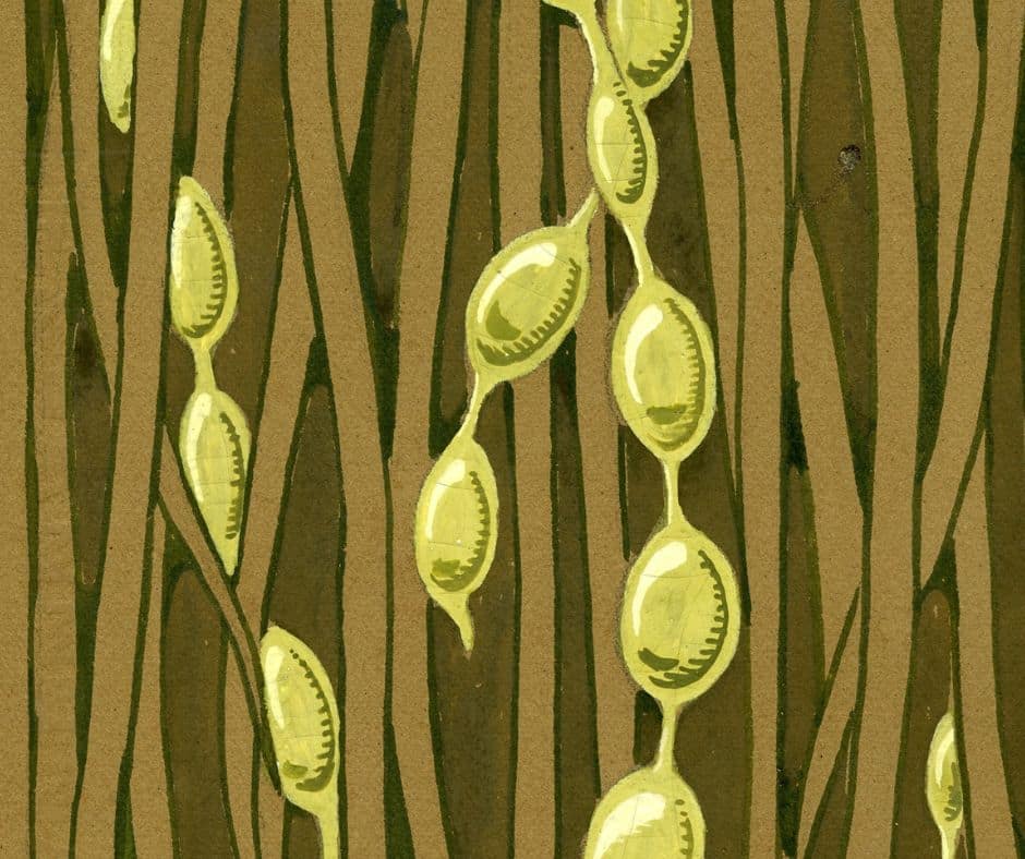 Francisca Rius i Sanuy. "Estilització vegetal", c.1914. Col·lecció particular (detall)