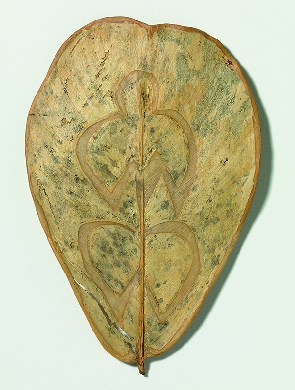 Fulla d'arbre i tinta