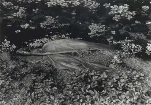 Colita, Ofèlia, 1993. Museu d'Art. Núm. reg. 137.597. Fons Diari Avui.